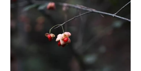 广玉兰的果实叫什么名字(广玉兰果实是什么果实类型)