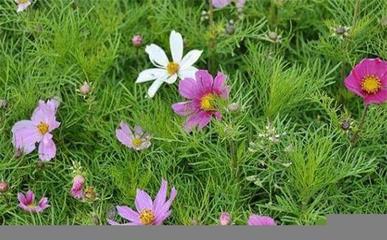 写格桑花的优美句子(关于描写格桑花的美句)