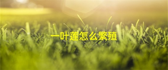 一叶莲如何繁殖(一叶莲如何繁殖方法)