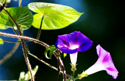 牵牛花是什么花序类型(牵牛花属于什么花序)