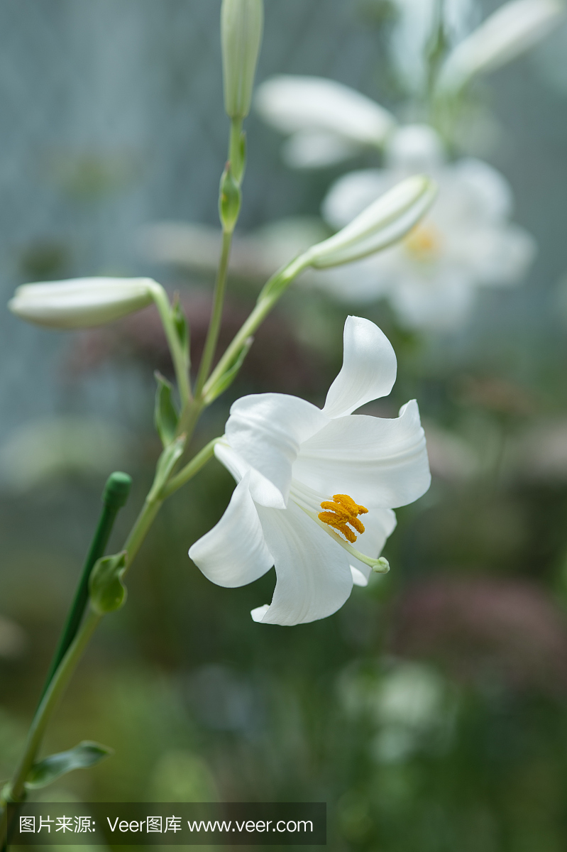 白百合花是什么样子的(白百合花是什么样子的图片大全)