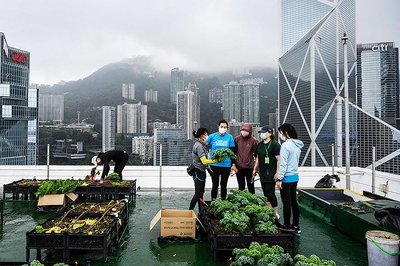 种过草坪的地还能种菜吗(种上草坪还会不会有野草)