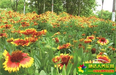 宿根花卉的栽培管理要点(宿根花卉的栽培管理要点是什么)