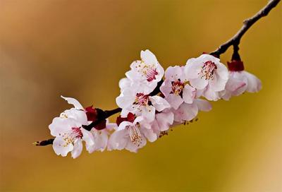 梅花宋王安石(梅花宋王安石墙角数枝梅凌寒独自开)