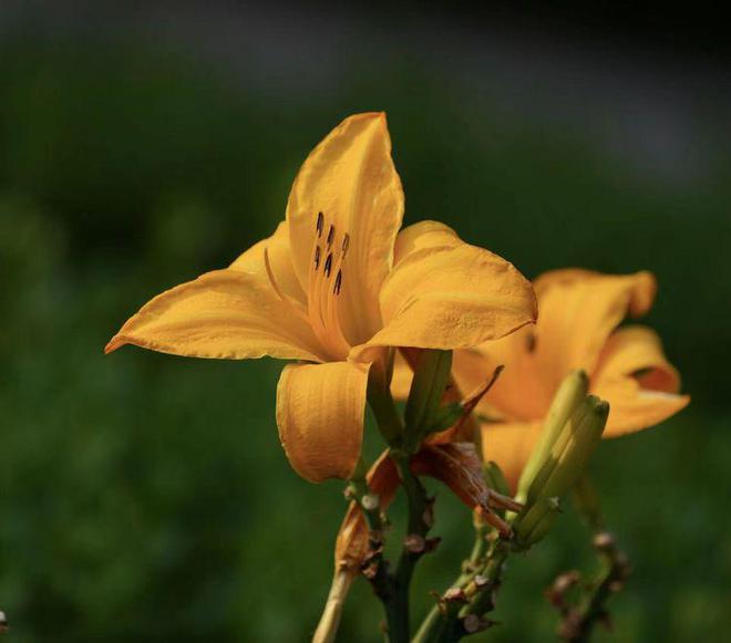 萱草花是什么颜色(萱草花有多少种颜色)