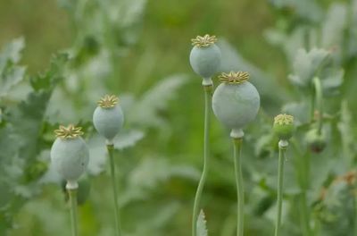 鸦片花蕊(鸦片开的花叫什么名字怎么读)