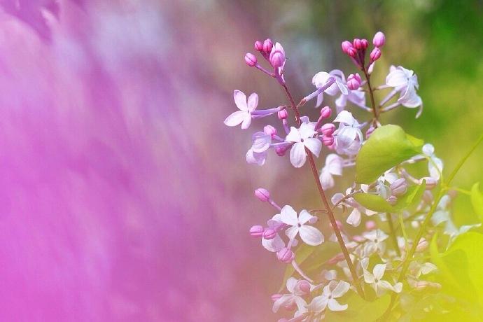 二月对应什么花(二月花代表什么季节)