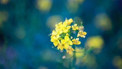 花的简短优美句子(花的优美的句子)