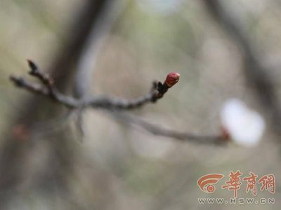 阳历9月开什么花(9月份开的什么花最有名)