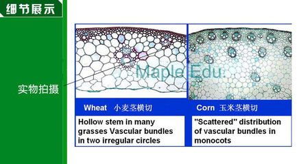 茎的结构示意图(茎的结构示意图简图)