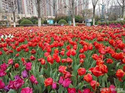 花卉图片及名称大全花毛茛(花毛茛盆栽的养殖方法)