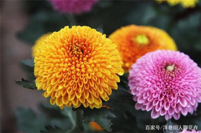 菊花几点开花一天(菊花 几点开花)