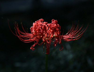 彼岸花的花语和寓意和图片(彼岸花的花语到底是什么)