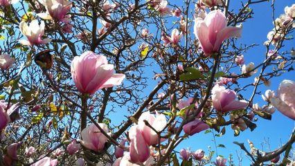 上海的市花是什么花百度知道(上海的市花是什么?市树是什么?)