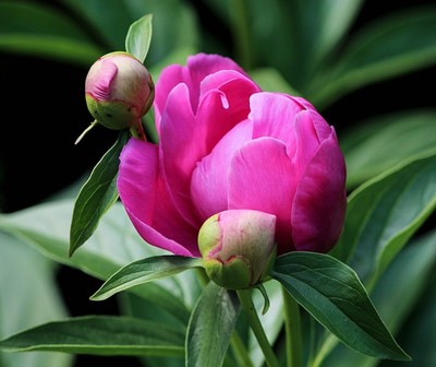 芍药花花语与寓意(芍药花语花语)