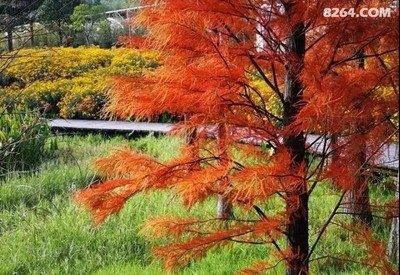 水杉树的颜色(水杉树颜色什么时候变黄)