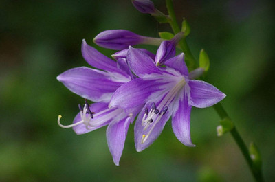 月季花有毒吗能在室内养吗(月季花有毒吗能在室内养吗视频)