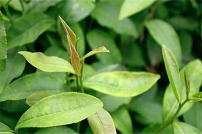 金花茶的功效与作用禁忌(金花茶的功效与作用及禁忌症)