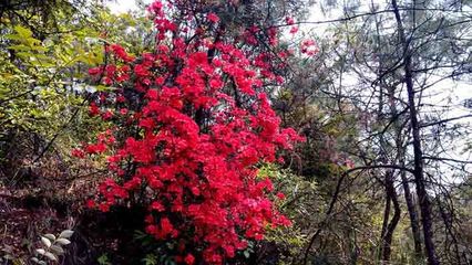 杜鹃花期有多长(杜鹃花花期有多长时间)