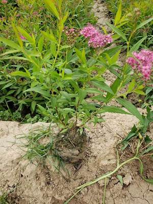 金山绣线菊和粉花绣线菊(金山绣线菊颜色)