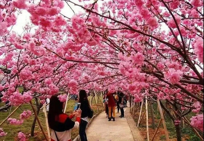 樱花美景图片(樱花景色的图片壁纸)