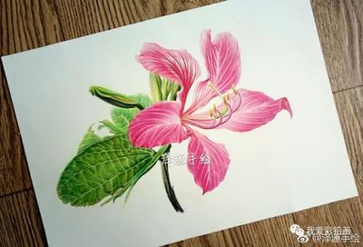 最简单的紫荆花简笔画(最简单的紫荆花简笔画图片)