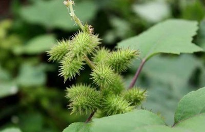 10种植物的传播方式仿写植物妈妈(植物的传播方法二年级模仿)