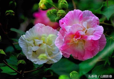 芙蓉花像什么样子(宝马投屏)