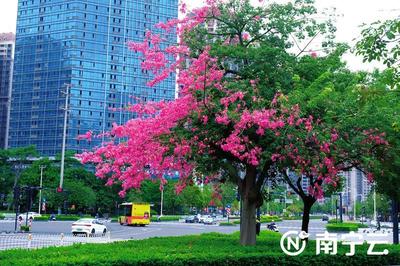 美丽异木棉百科(美丽异木棉开花图片)