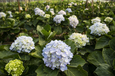 绣球花贵不贵(绣球花多少钱一株)