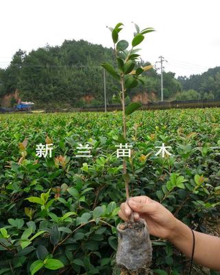 湖南油茶苗基地在哪里(湖南省那里有油茶苗卖)