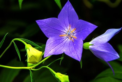 桔梗花各种颜色的花语(各种花色的桔梗花的寓意)