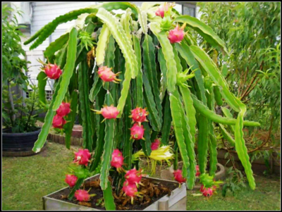 盆种火龙果的种植方法(盆种火龙果的种植方法和过程)