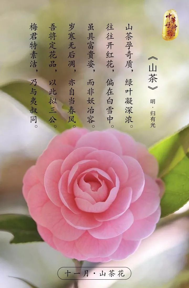 山茶花语大全(山茶花的花语短句)