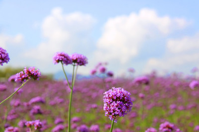 花海图片壁纸(花海图片壁纸大全)