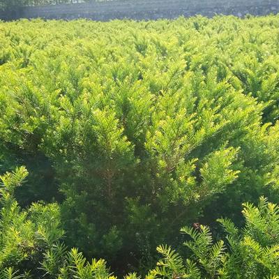 红豆杉是国家一级保护植物吗(红豆杉是不是国家一级保护植物)