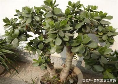 厚脸皮植物代表象征意义(厚脸皮植物叫什么)