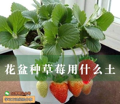 种草莓用什么土比较好(种草莓用啥土)