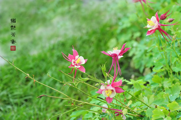 耧斗花的图片(耧斗花什么时候开花)