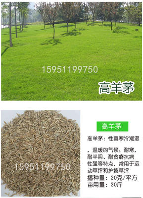 狗牙根草坪种子(狗牙根草坪种植技术)