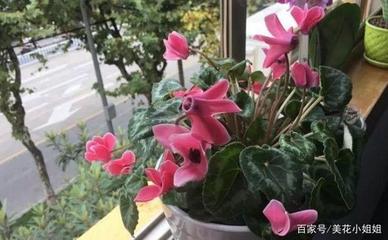 仙客来花期在几月份(仙客来花期多长?)