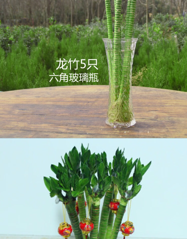 水培富贵竹根太多挤满瓶子(水培富贵竹根部发黑是什么原因)