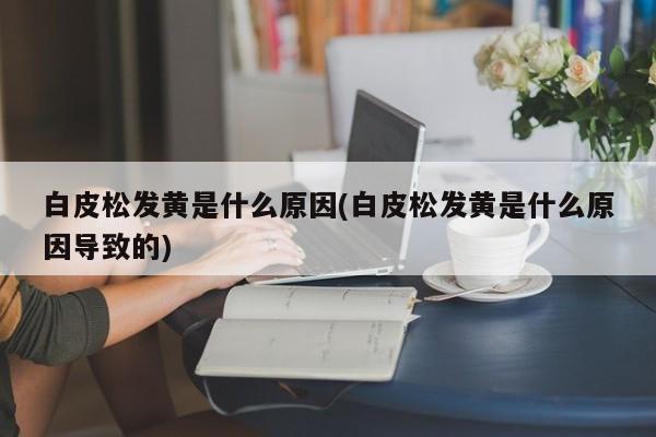 白皮松发黄是什么原因(白皮松发黄是什么原因导致的) 20240714更新